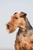 WELSH TERRIER 120